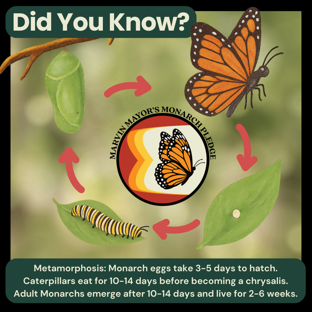 Monarch Life Cycle